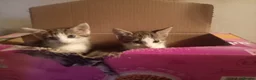 Mixed Breed cats for sale: Mixed litter of kittens - Advert 5