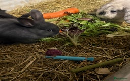 Mini Lion Lop rabbits for sale: lionlop baby bunny’s  - Image 6