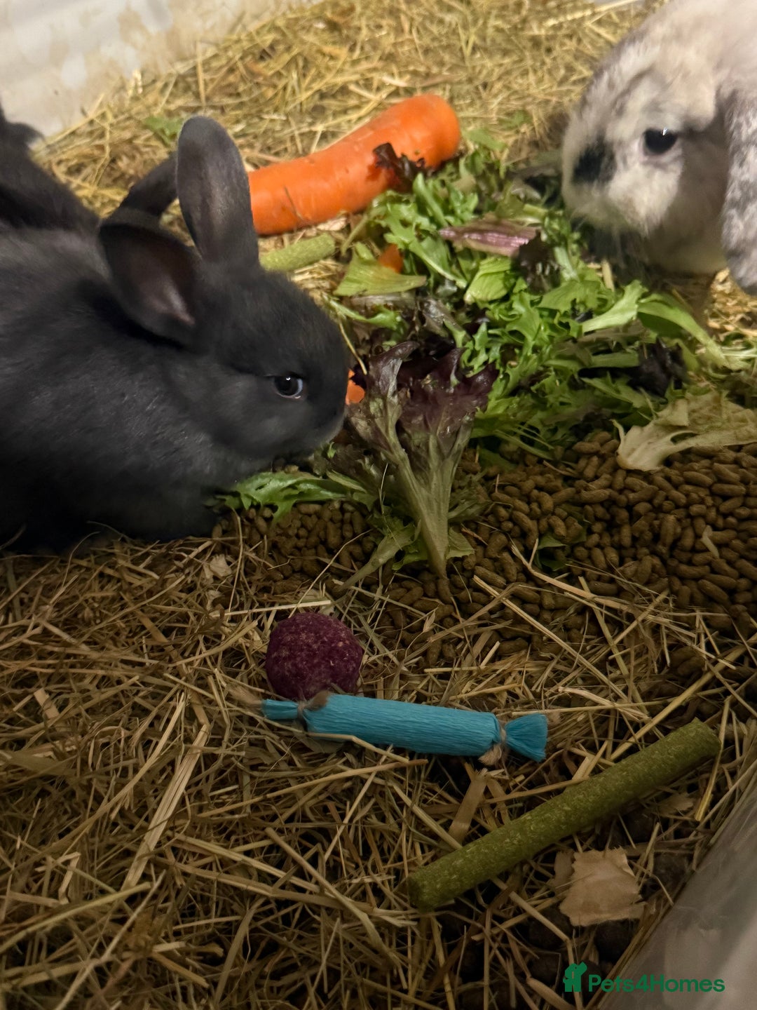 Mini Lion Lop rabbits for sale: lionlop baby bunny’s  - Image 6