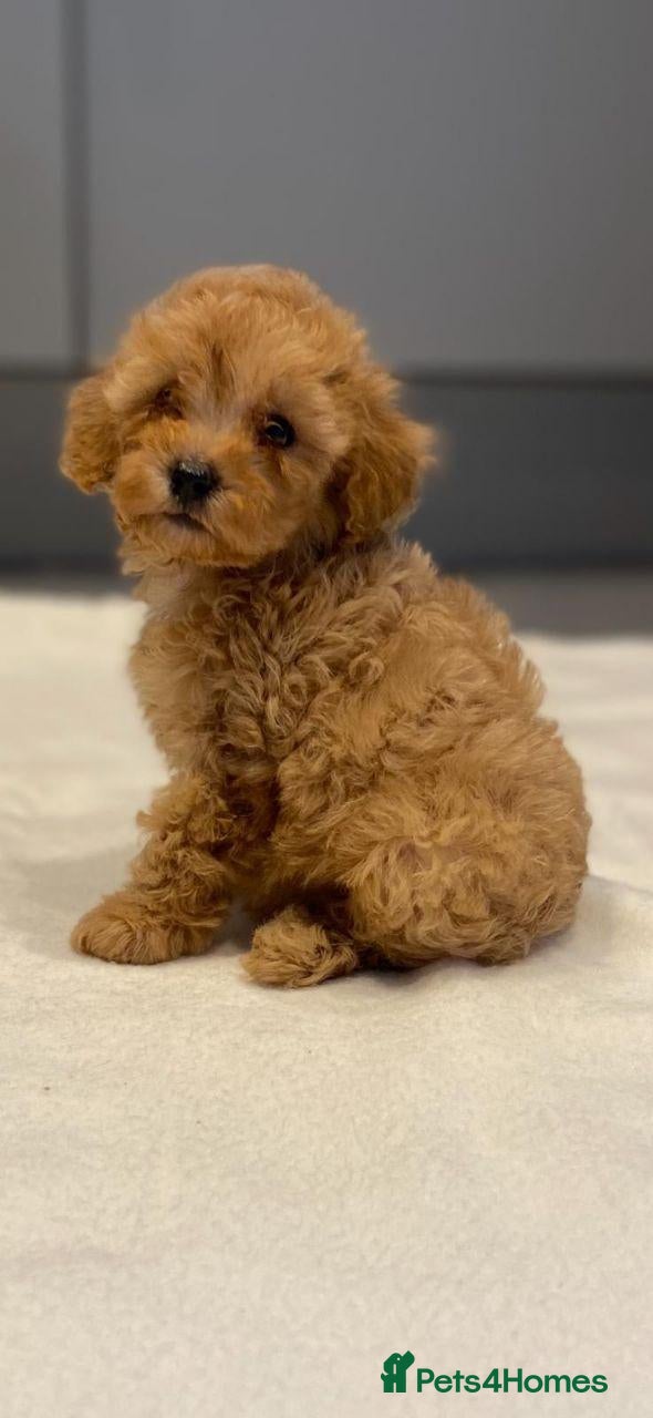 Cavapoo dogs for sale: Cavapoo Puppies for Sale - Advert 14