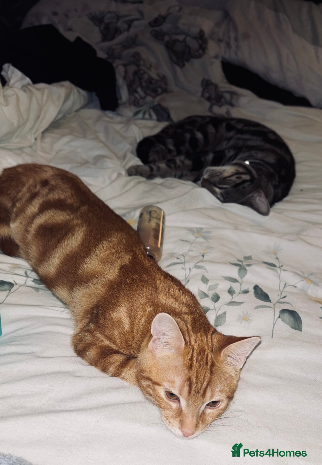 Domestic Shorthair cats for sale: Kitten for rehoming  - Image 3