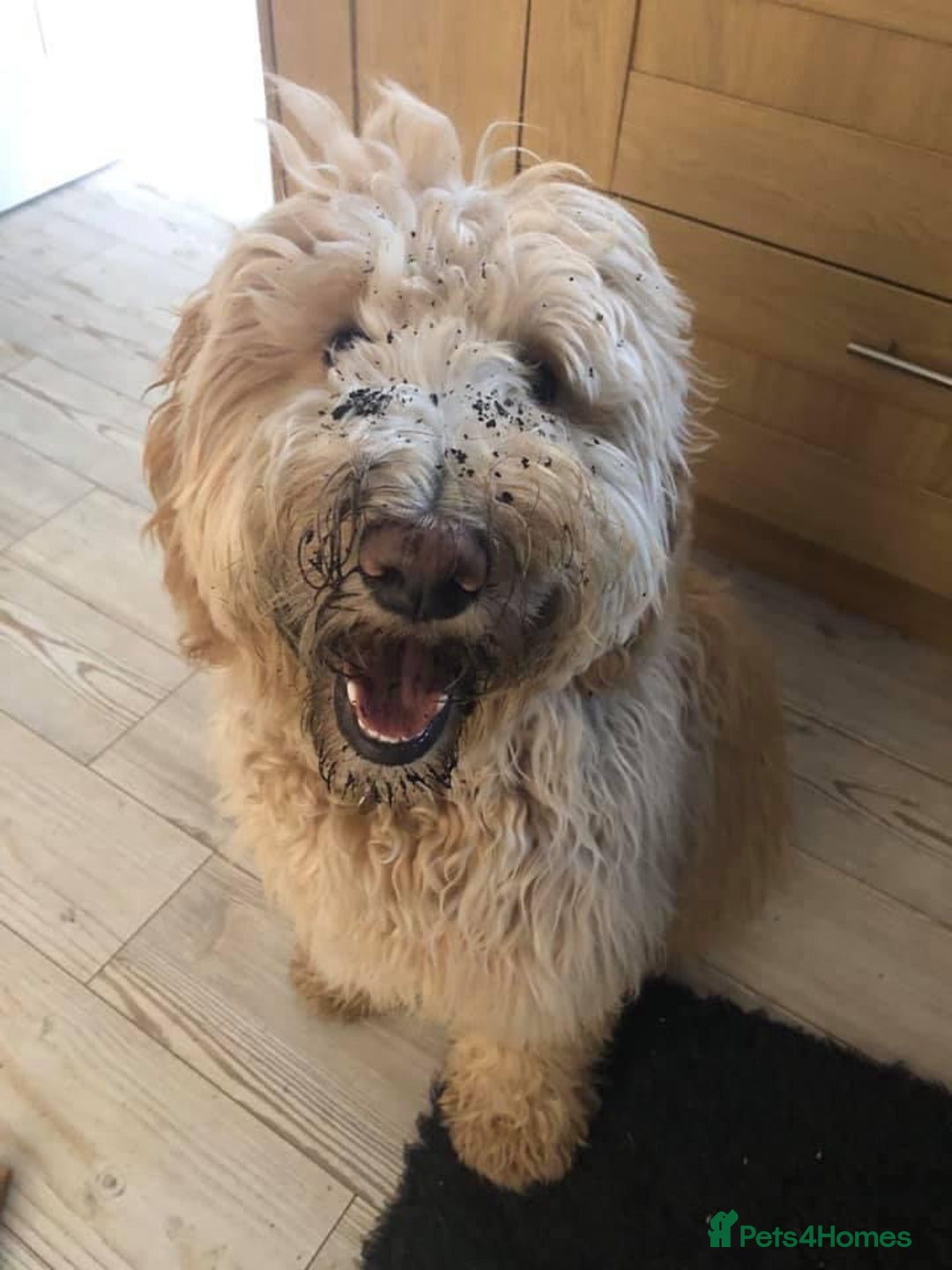 Goldendoodle dogs for sale: Multigenerational Medium Girls Available  - Advert 24