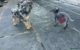 Cockapoo dogs for sale: Health tested Asian toy Cockapoo puppies  - Image 17