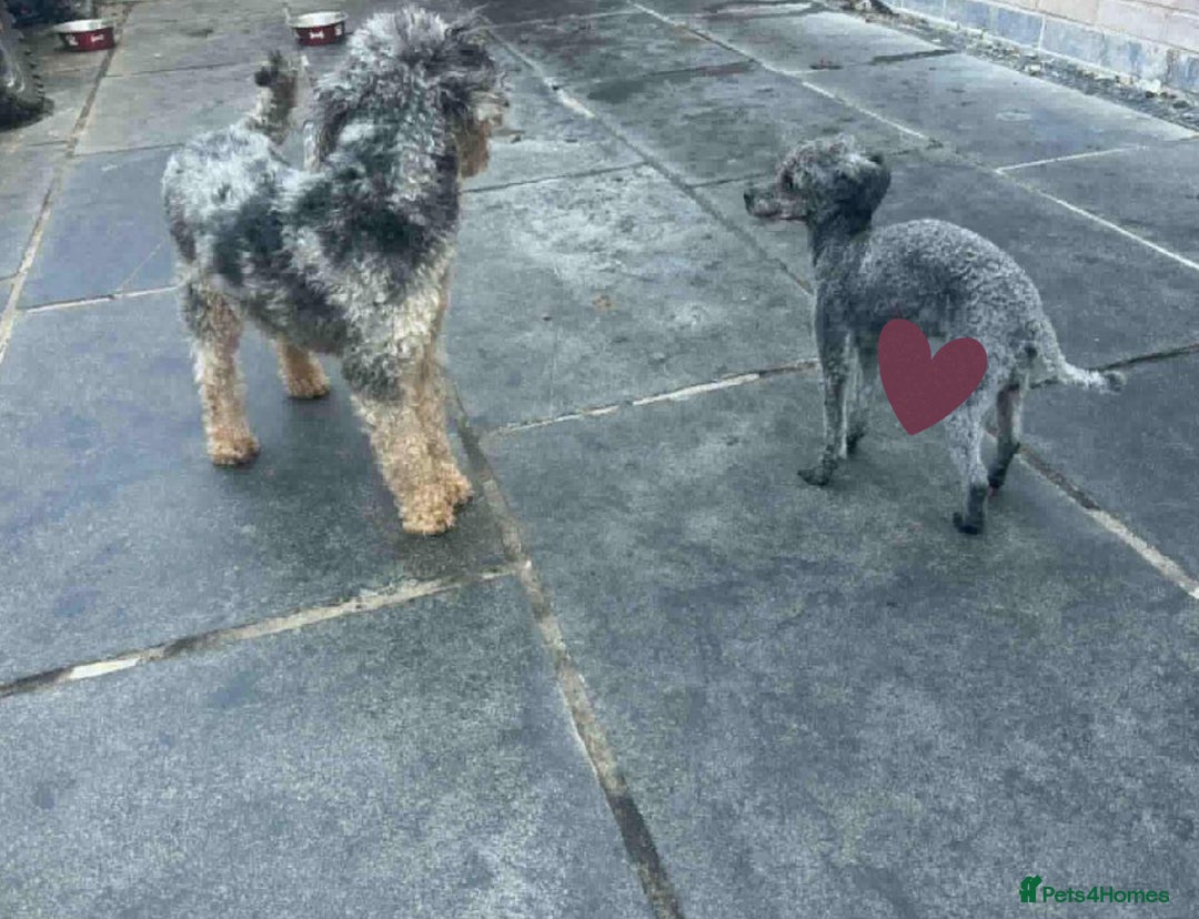 Cockapoo dogs for sale: Health tested Asian toy Cockapoo puppies  - Image 17