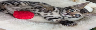 Bengal 2 Male