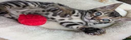 Bengal cats for sale: Bengal kittens in Essex TICA registered purebred  in Colchester - Advert 17