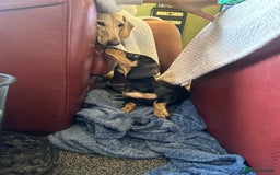 Miniature Dachshund dogs for sale: Last remaining Black and Tan girl  - Image 7