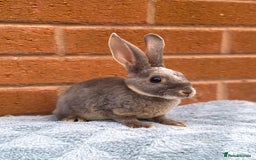 Rex rabbits for sale: Female & male mini rex rabbit kits VIENNA - Image 14