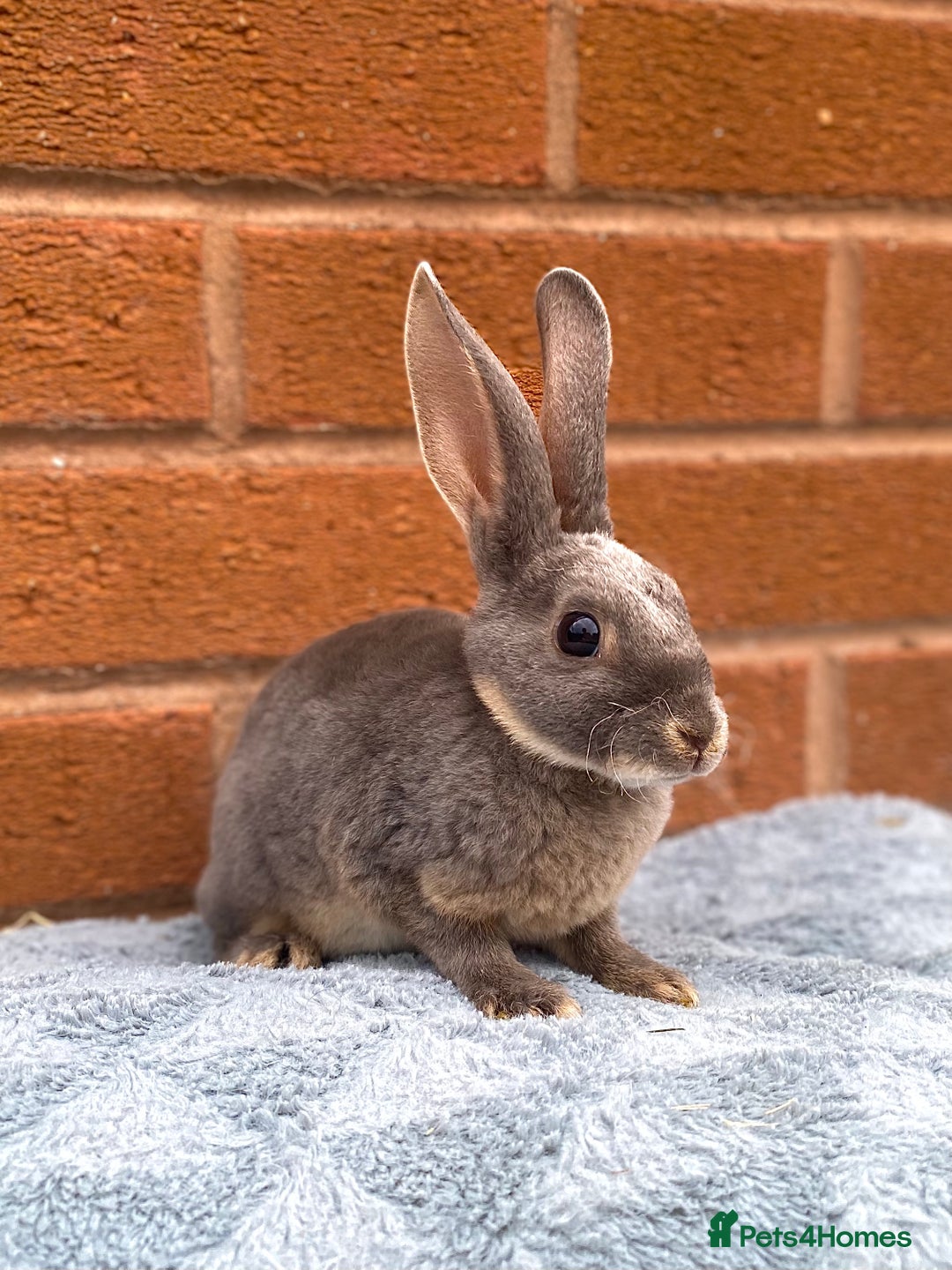 Rex rabbits for sale: Female & male mini rex rabbit kits VIENNA - Image 14