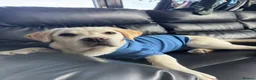 Labrador Retriever dogs for sale: Gorgeous Labrador - Advert 11