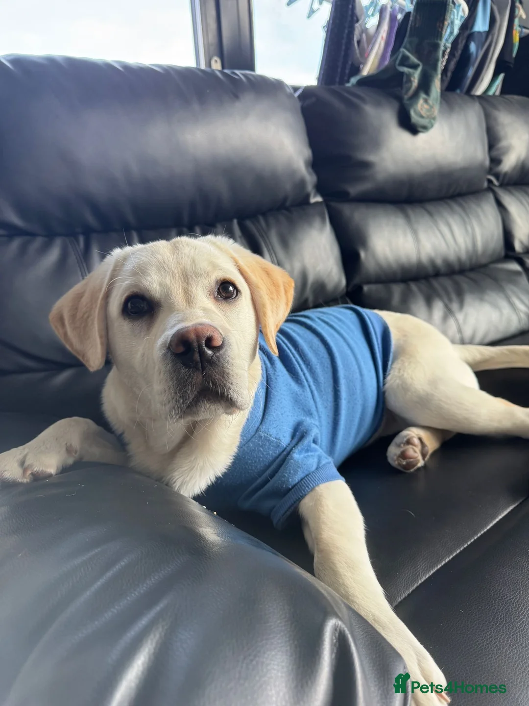 Labrador Retriever dogs for sale: Gorgeous Labrador - Advert 11