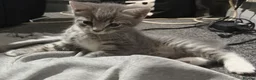 Mixed Breed cats for sale:  Beautiful kittens looking for loving homes  - Advert 22