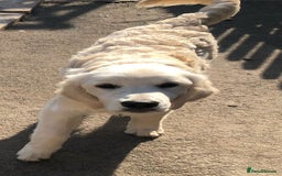 Golden Retriever dogs for sale: Golden retriever male - Image 9