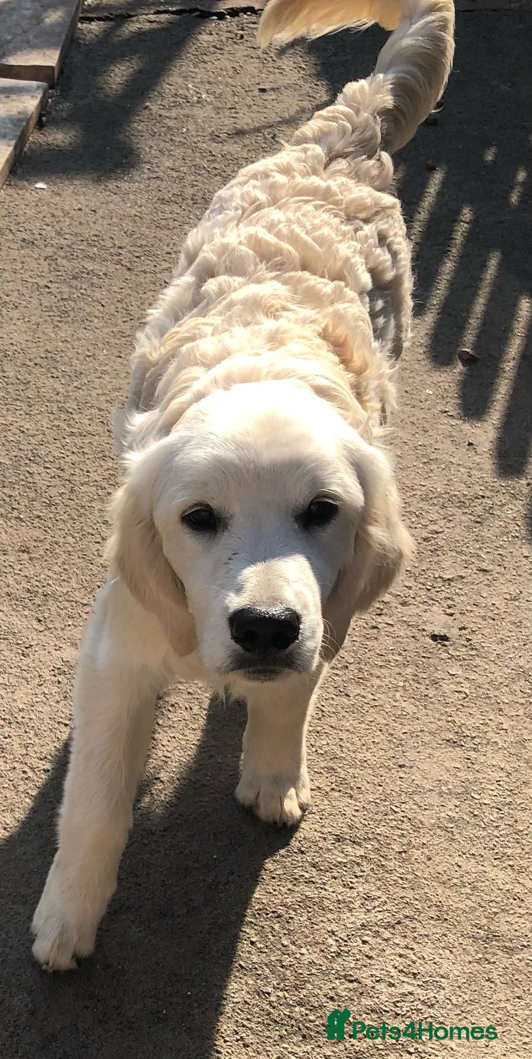 Golden Retriever dogs for sale: Golden retriever male - Image 9