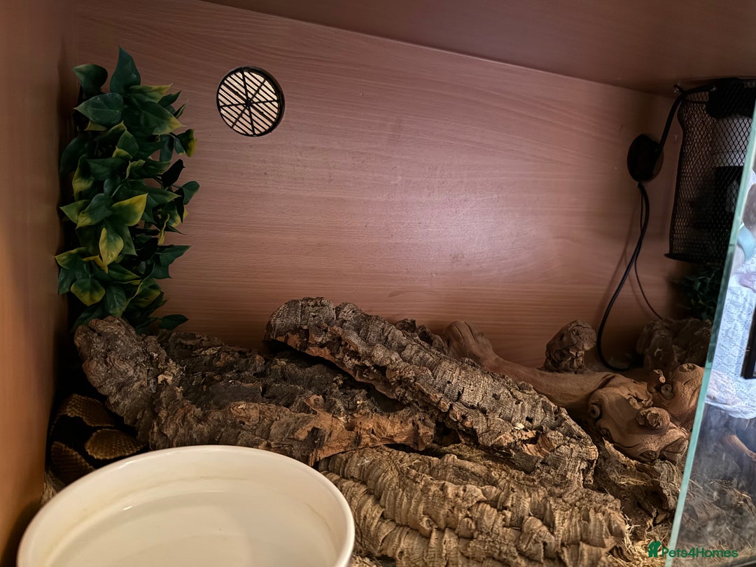 Python Snake reptiles for sale: Ball python morph - Image 3