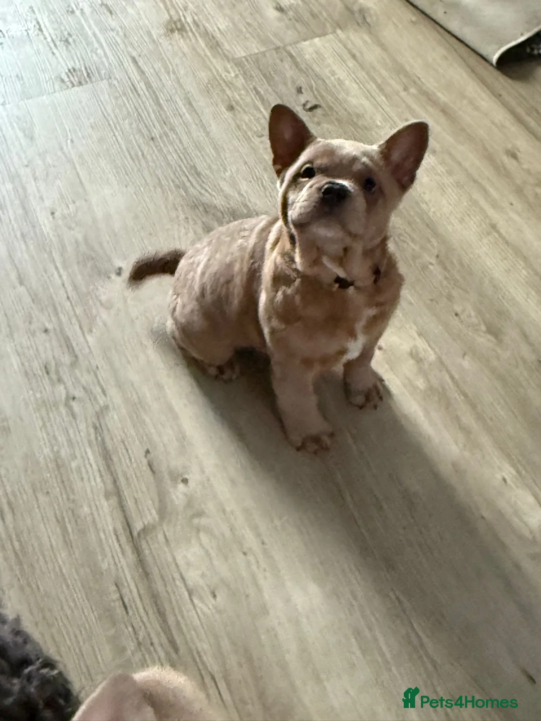 Mixed Breed dogs for sale: French chow puppies  - Advert 4