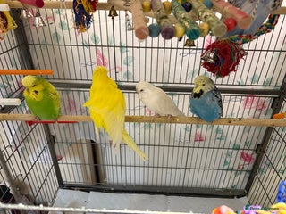 Budgerigars birds Exhibition Budgies male and female - Advert 4