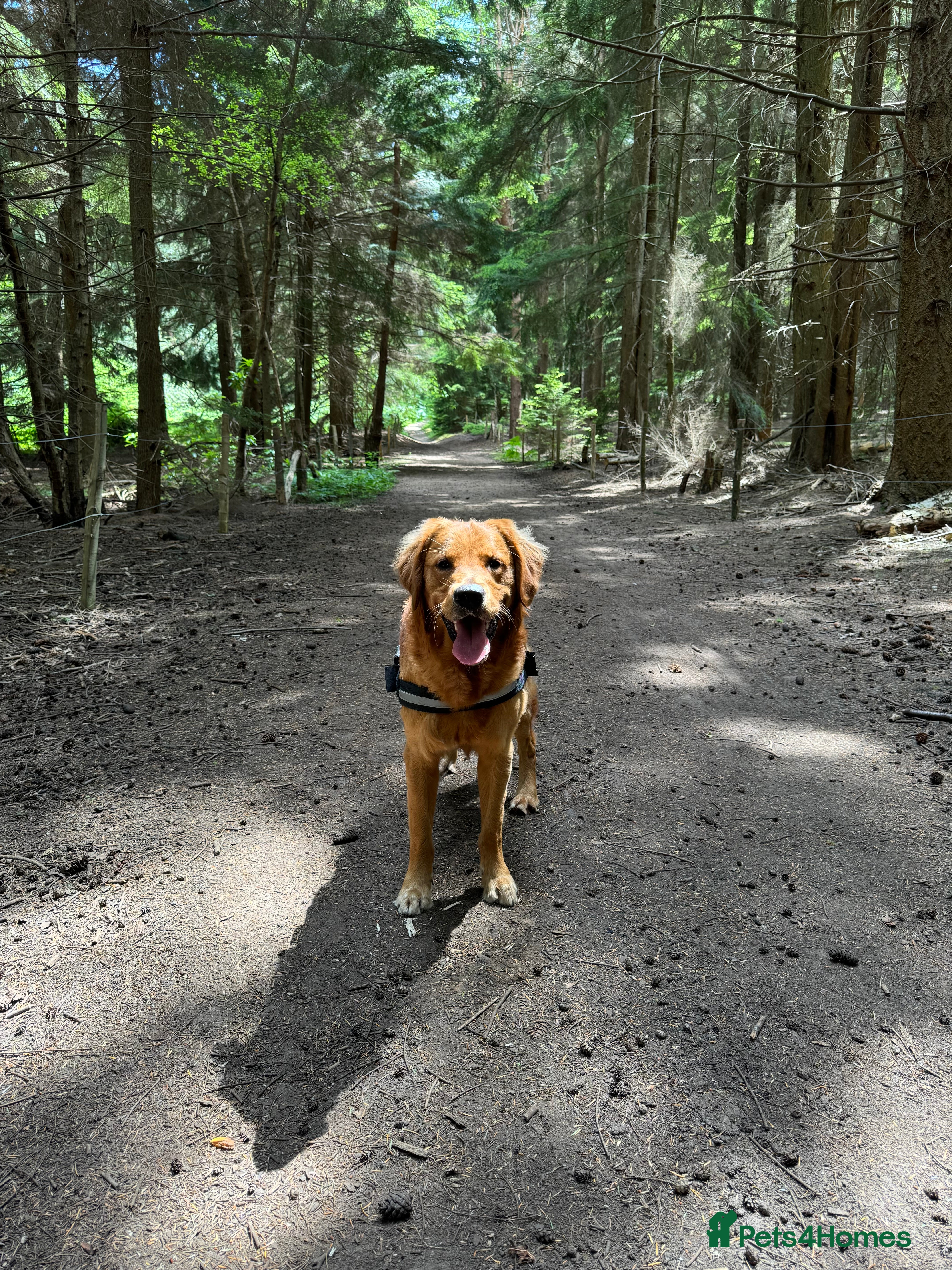Golden Retriever dogs STUD Red Colour Golden Retriever  in Southampton - Advert 7
