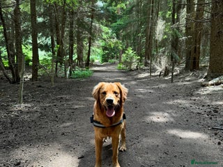 Golden Retriever dogs in Southampton - Advert 1