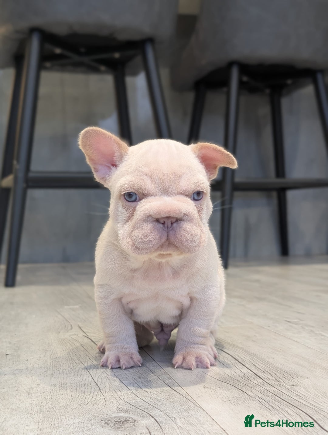 French Bulldog dogs for sale: Beautiful health clear French bulldogs - Advert 6