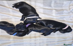 Sprocker dogs for sale: 3 Beautiful Female Sprocker puppies - Image 17