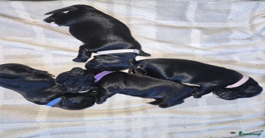 Sprocker dogs - Advert 16