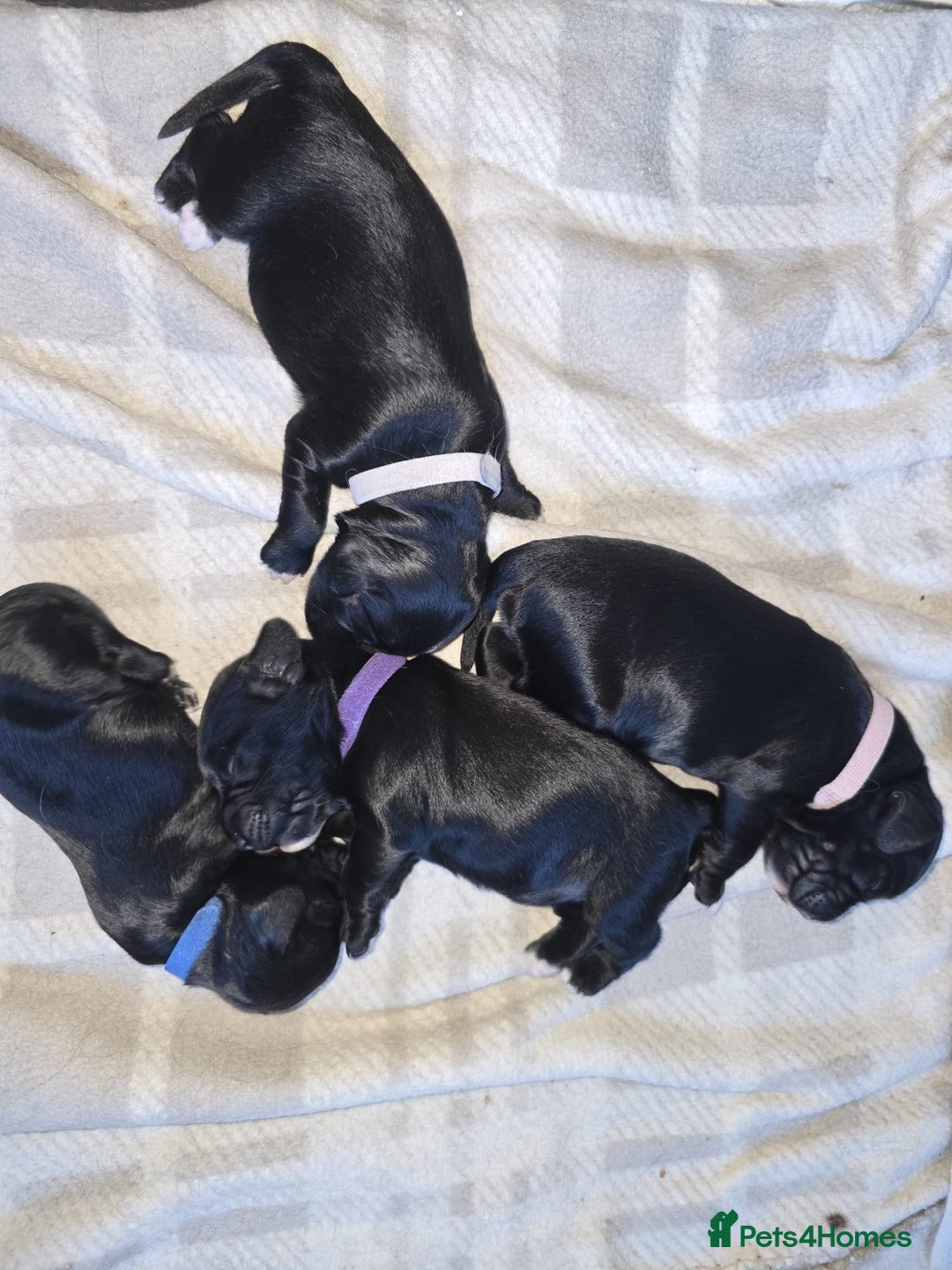 Sprocker dogs for sale: 3 Beautiful Female Sprocker puppies - Image 17