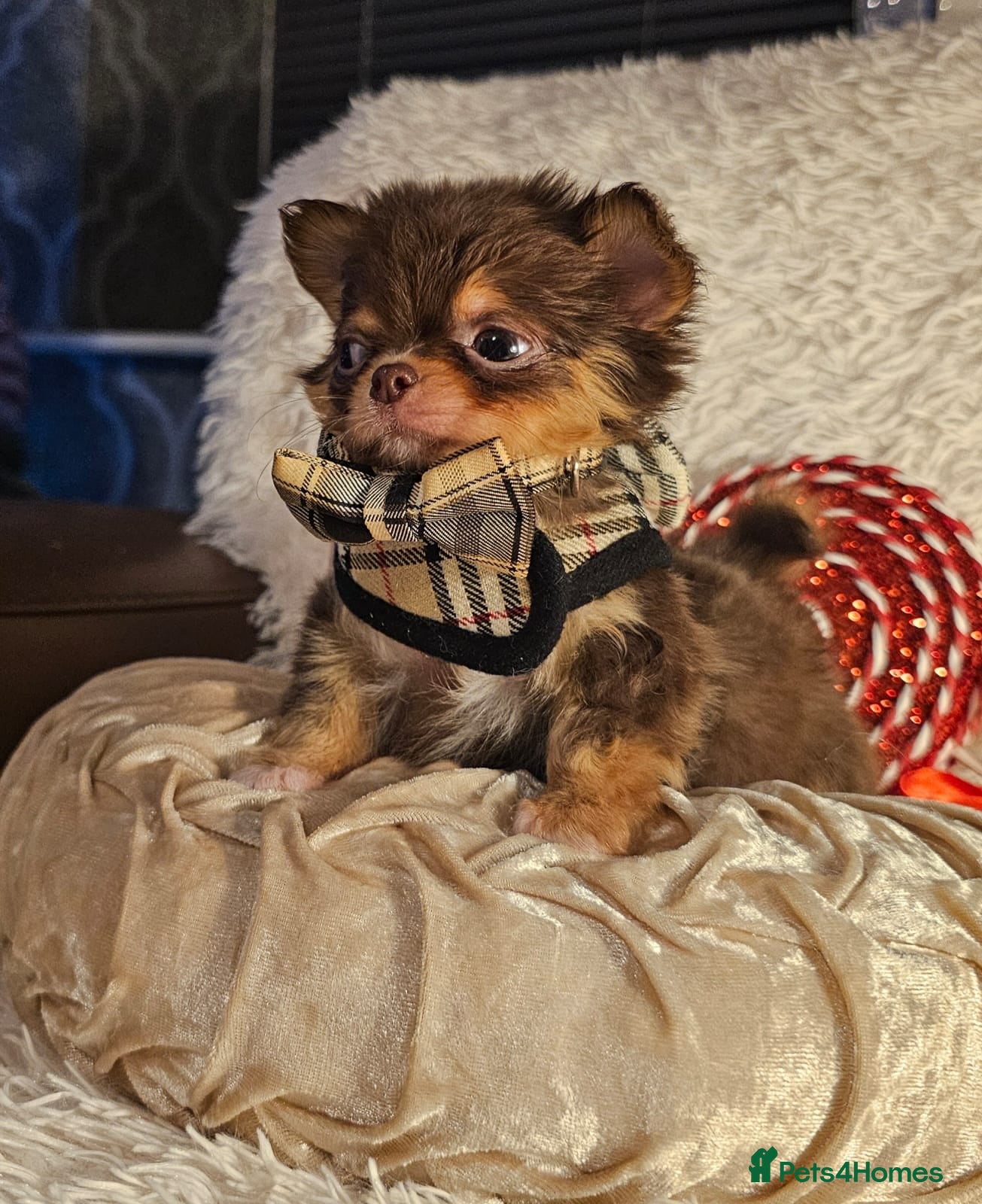 Chihuahua dogs Xx gorgeous chocolate longcoat chihuahua puppy Xx - Advert 17