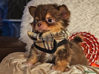 Chihuahua dogs Xx gorgeous chocolate longcoat chihuahua puppy Xx - Advert 17