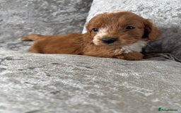 Cockapoo dogs for sale: Gorgeous babies 🥰 - Image 5