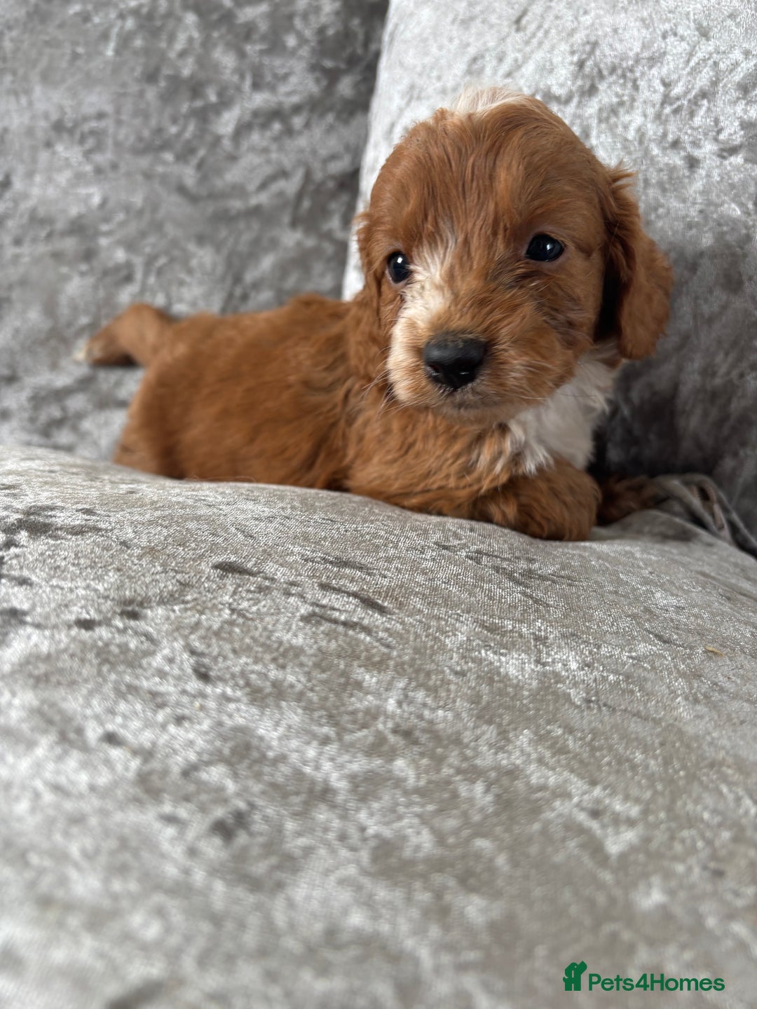 Cockapoo dogs for sale: Gorgeous babies 🥰 - Image 5