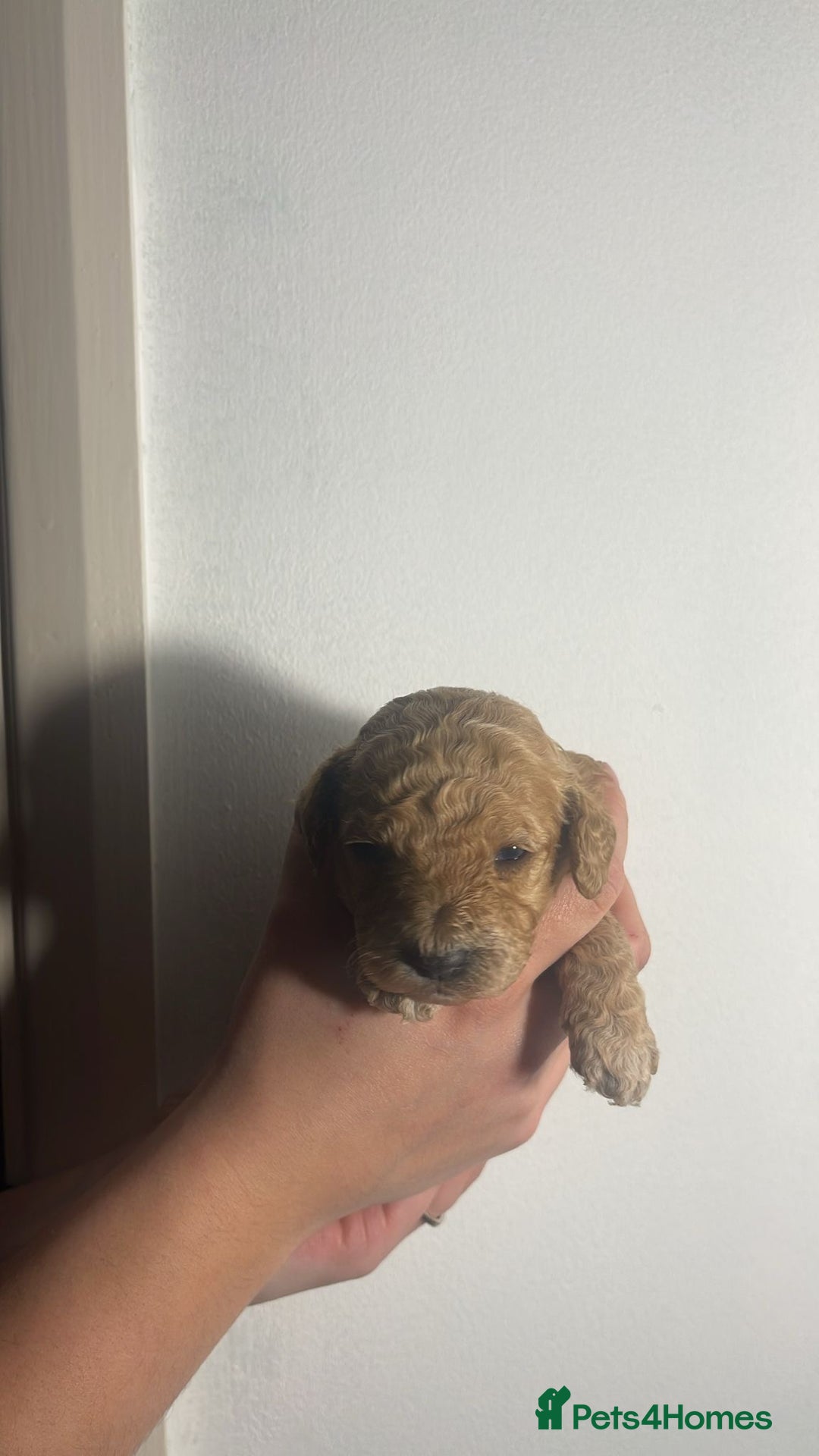 Cockapoo dogs for sale: BEAUTIFUL LITTER OF COCKAPOO  - Advert 6