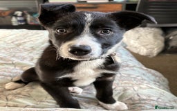 Border Collie dogs for sale: 12 week old Border Collie Male - Image 1