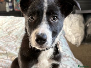 Border Collie dogs - Advert 1