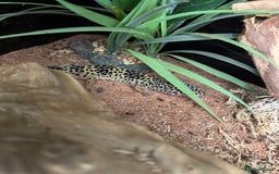 Leopard Gecko reptiles for sale: Leopard Gecko for sale - Image 3