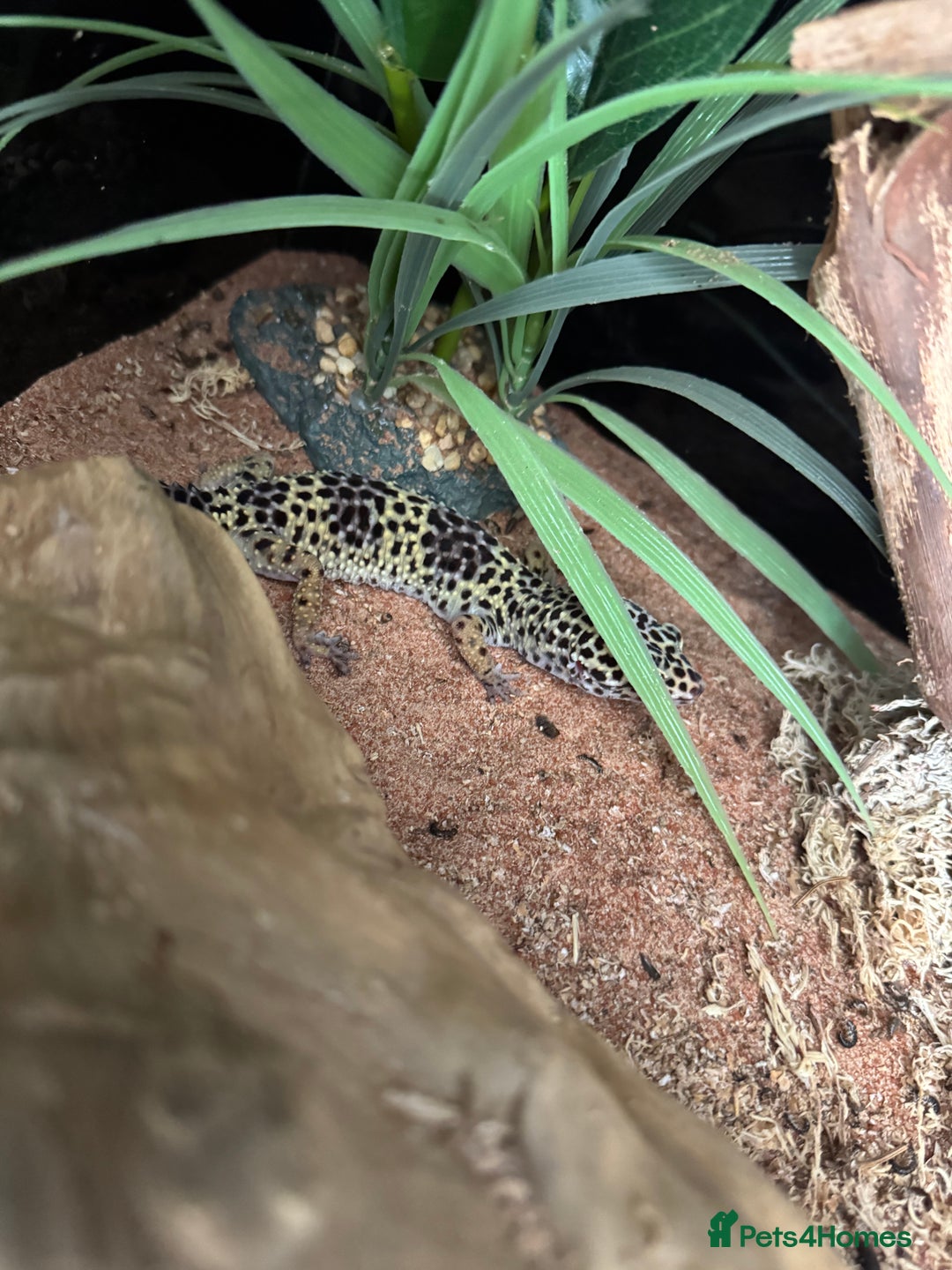 Leopard Gecko reptiles for sale: Leopard Gecko for sale - Image 3