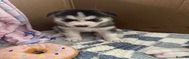 Siberian Husky 3