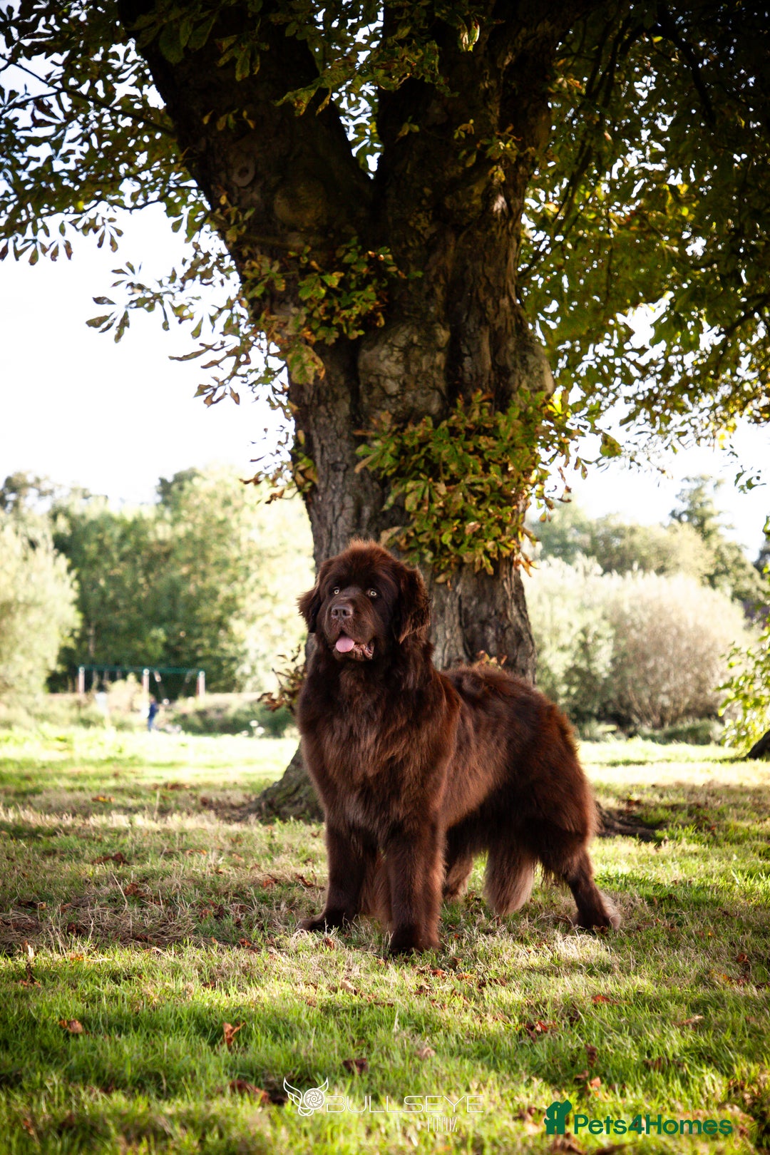 Newfoundland dogs for stud: KC Brown Newfoundland Stud - Advert 9