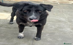 Labrador Retriever dogs for adoption: Pepper - Norwich Norfolk  - Image 5