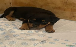 Rottweiler dogs for sale: 11 Chucky Rottweiler puppies for sale  - Image 4