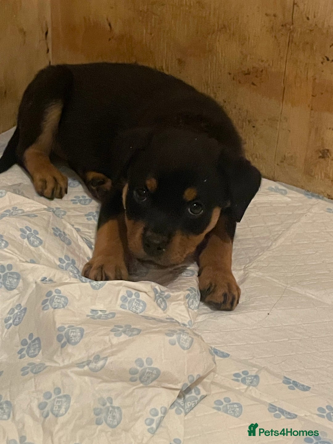 Rottweiler dogs for sale: 11 Chucky Rottweiler puppies for sale  - Image 4