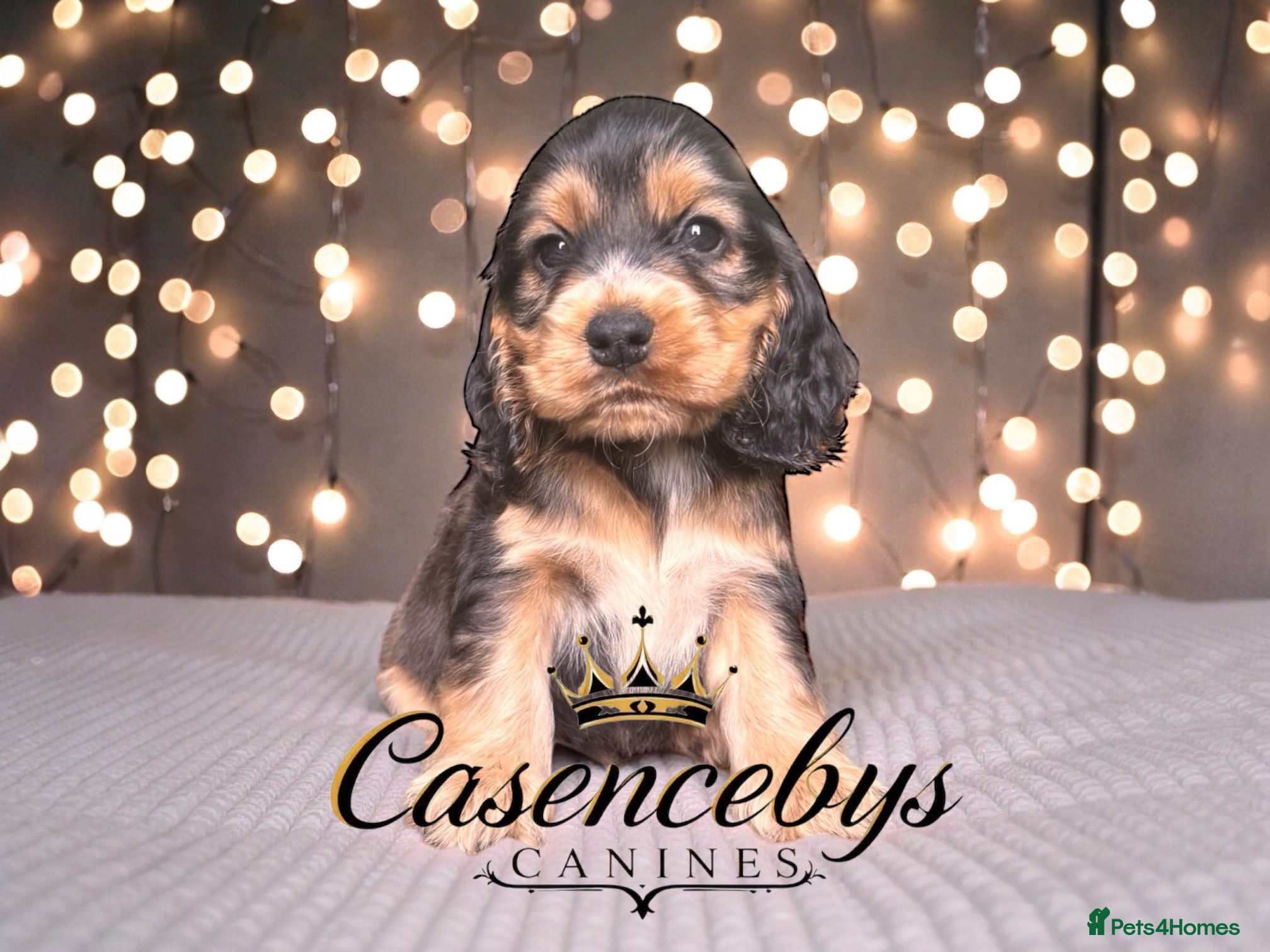 Cocker Spaniel dogs ❤️THE MOST INCREDIBLE DNA CLEAR SHOW SPANIELS❤️ - Advert 5