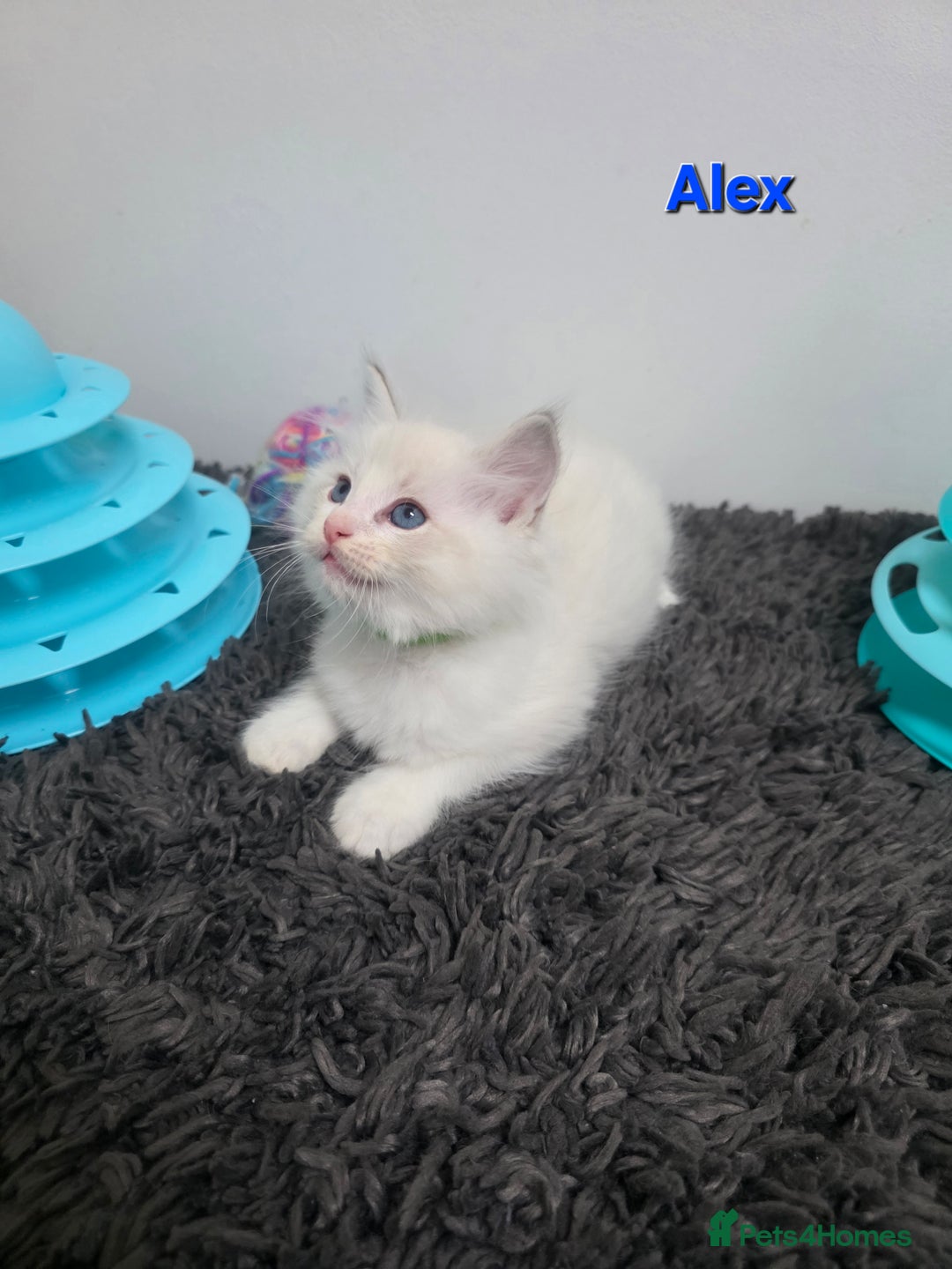 Ragdoll cats for sale: GCCF registered ragdoll kittens  - Advert 31