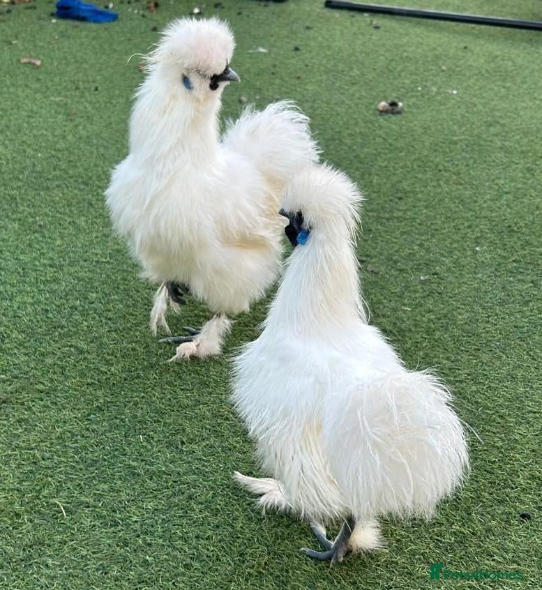 Chickens poultry Silkie cockerel  - Advert 4