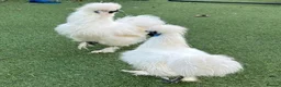 Chickens poultry for sale: Silkie cockerel  - Advert 1