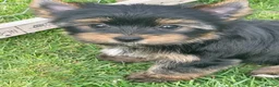 Yorkshire Terrier dogs for sale: York Terrier ,Black Tan - Advert 14