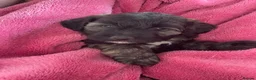 Shihpoo dogs for sale: *** LAST 1 LEFT** REDUCED TO SELL *** READY NOW ** - Advert 18