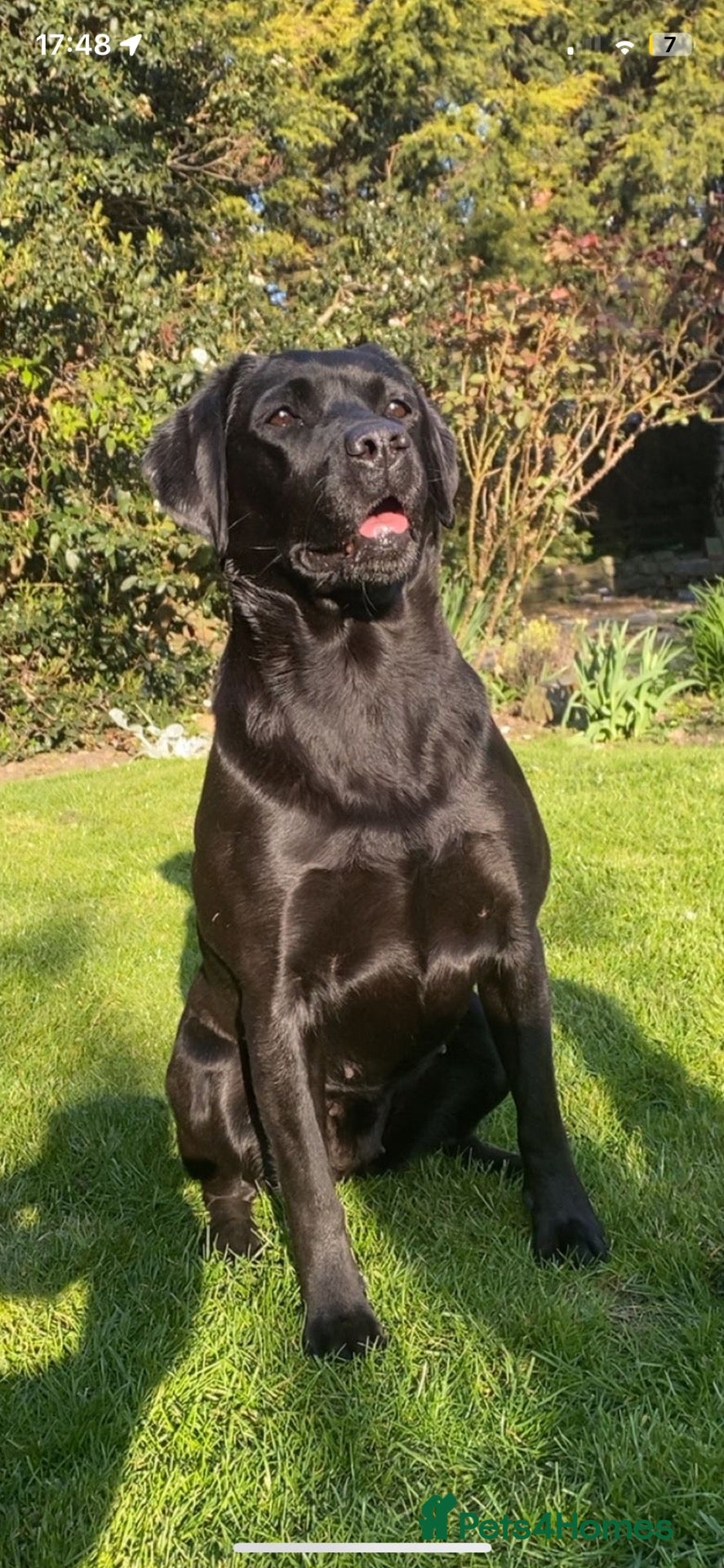 Labrador Retriever dogs for sale: 10 month old Labrador bitch  - Advert 15