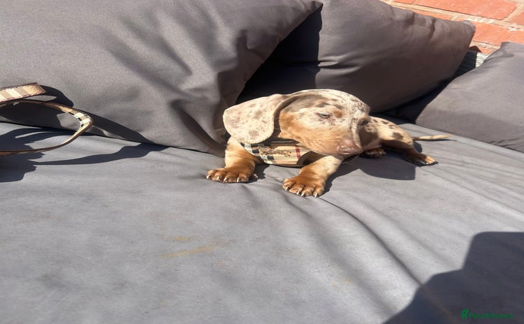Miniature Dachshund dogs in Walsall - Advert 5