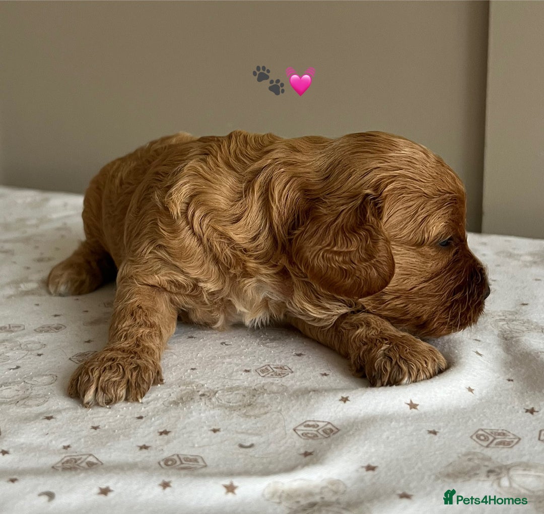Cavapoo dogs for sale: Fully health tested Cavapoo 🐾🐶 - Image 21